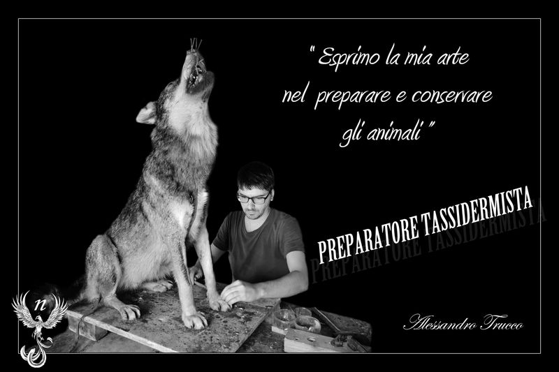 Ale Navone Taxidermist Preparateur